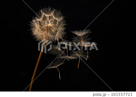 dandelion seeds fly from a flower on a dark background. botany and bloom growth propagation dandelion seeds fly from a flower on a dark background. botany and bloom growth propagation 101557721