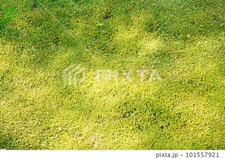 京都　苔庭の背景 101557921