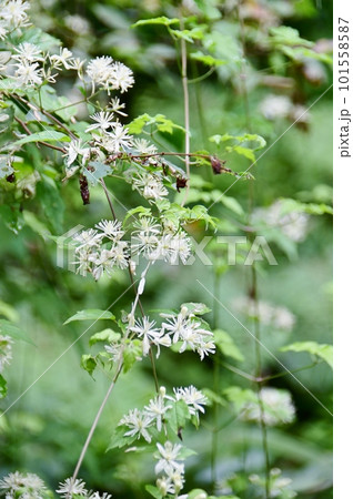モミジカラマツソウの白い花 101558587