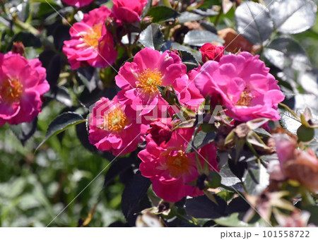 紫がかったピンク色の薔薇「プレイガール」 一重咲きで花弁が波を打っている 紫がかったピンク色の薔薇「プレイガール」 一重咲きで花弁が波を打っている 101558722