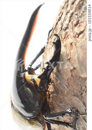 ヘラクレスオオカブトのヘラクレスヘラクレス樹木の上で　白背景 101559014
