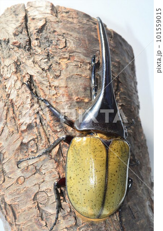ヘラクレスオオカブトのヘラクレスヘラクレス樹木の上で 白背景 ヘラクレスオオカブトのヘラクレスヘラクレス樹木の上で 白背景 101559015