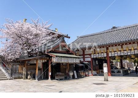 大阪・四天王寺「桜の咲く亀井堂」（2023年4月1日撮影） 101559023