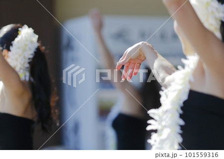 フラダンスを踊る女性の手 101559316