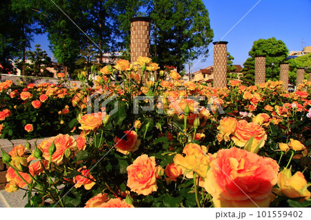 荒牧バラ公園（兵庫県伊丹市）に咲くバラの花　ブラスバンド 101559402