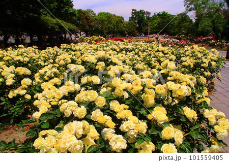 農業公園(兵庫県尼崎市)に咲く黄色いバラ 農業公園(兵庫県尼崎市)に咲く黄色いバラ 101559405