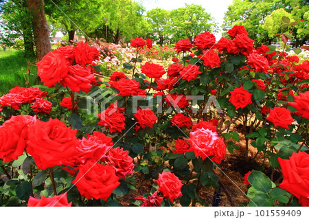 農業公園(兵庫県尼崎市)に咲く赤いバラ カージナル 農業公園(兵庫県尼崎市)に咲く赤いバラ カージナル 101559409