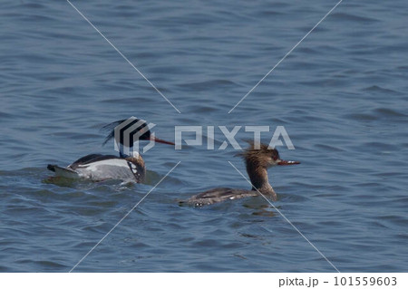 ウミアイサ ウミアイサ 101559603