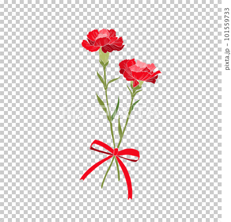 兩朵紅色康乃馨的花束插圖 101559733