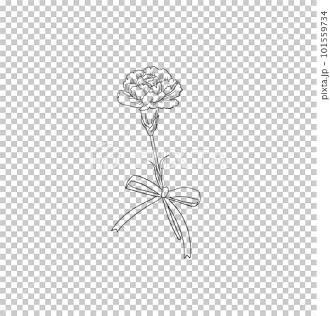 康乃馨花束手繪圖1輪 101559734