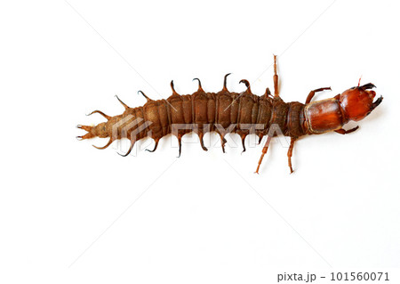 名前はヘビトンボ。水中に棲む大型の水生昆虫の幼虫 101560071