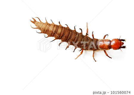 名前はヘビトンボ。水中に棲む大型の水生昆虫の幼虫 101560074