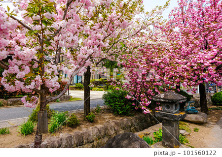 白井宿の八重桜 白井宿の八重桜 101560122