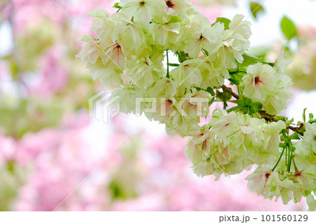 御衣黄1 御衣黄1 101560129