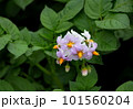 じゃがいもの花 101560204