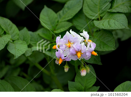 じゃがいもの花 じゃがいもの花 101560204