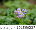 じゃがいもの花 101560227