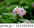 じゃがいもの花 101560304
