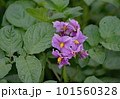 じゃがいもの花 101560328