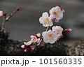 梅の花 101560335