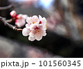 梅の花 101560345