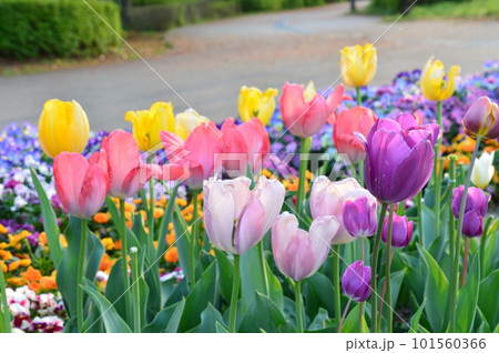 カラフルなチューリップ 101560366