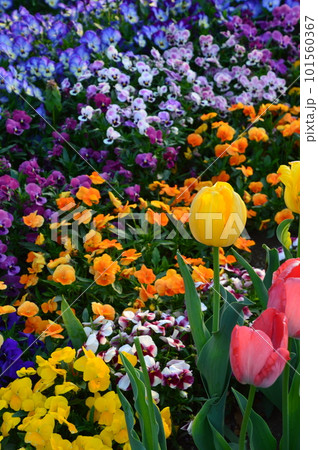 花壇に咲くチューリップとパンジー 101560367