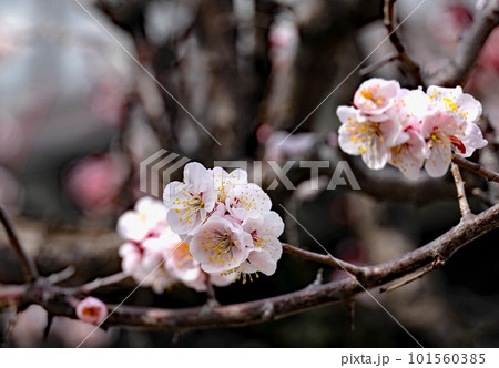 梅の花 梅の花 101560385