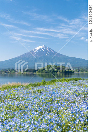 山梨県」春の青い花咲く大石公園のネモフィラと富士山の写真素材