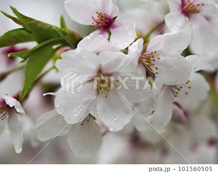 雨に濡れた散り際の桜 雨に濡れた散り際の桜 101560505