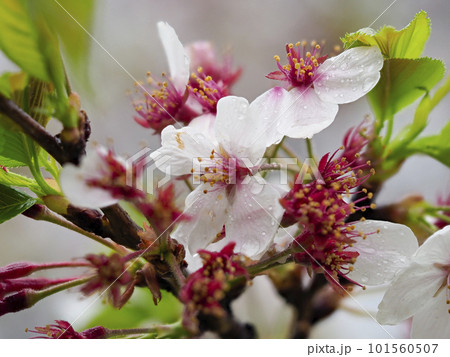 雨に濡れた散り際の桜 雨に濡れた散り際の桜 101560507