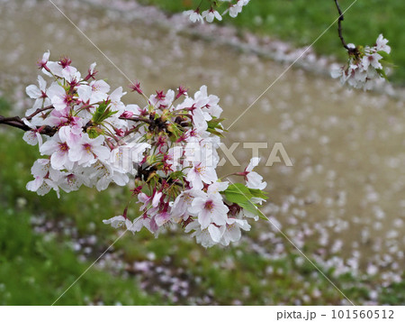 雨に濡れた散り際の桜 雨に濡れた散り際の桜 101560512