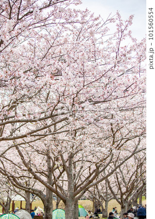 満開の桜並木の下で花見をする人々 101560554