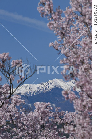 タカトオコヒガンザクラと中央アルプス 101560673