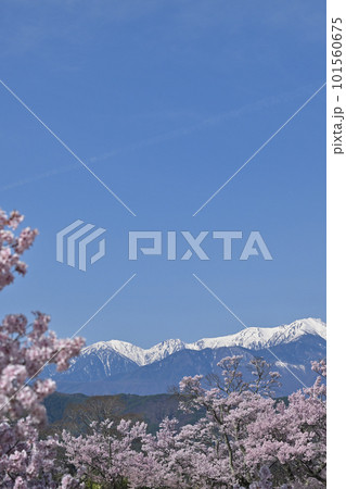 タカトオコヒガンザクラと中央アルプス 101560675