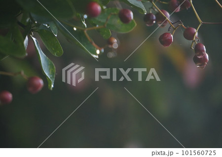 雨に濡れた赤い実 101560725