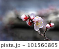 梅の花 101560865