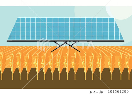 solar energy panels on a wheat field solar energy panels on a wheat field 101561299