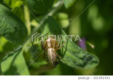 ササグモ 101561431