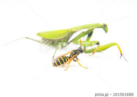 praying mantis is fighting a wasp close-up on a white background. 101561680