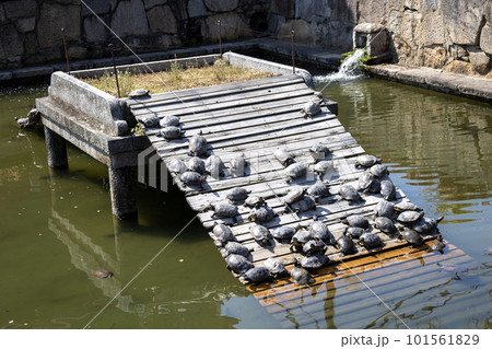 大阪・四天王寺「亀の池」（2023年4月1日撮影）の写真素材 [101561829] - PIXTA