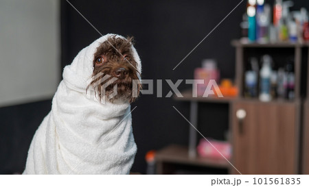 Cute brown mini poodle wrapped in a white towel after washing in a grooming salon. 101561835