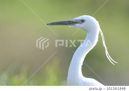 婚姻色のコサギの顔 101561846