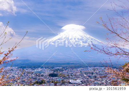 桜咲く新倉山から望む、冠雪した笠雲の富士山 桜咲く新倉山から望む、冠雪した笠雲の富士山 101561959