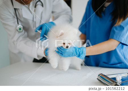 Two doctors are examining him. Veterinary medicine concept. Pomeranian in veterinary clinic. 101562212