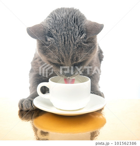 Gray cat drinks fresh milk from a white cup. homemade breakfast concept with favorite animal Gray cat drinks fresh milk from a white cup. homemade breakfast concept with favorite animal 101562386
