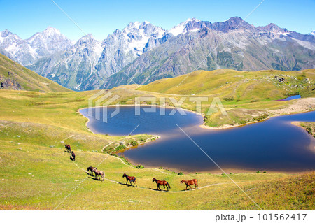 the horse walking on the grass near the lake with mountains in the background. 101562417