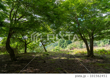 京都 君尾山・光明寺 京都 君尾山・光明寺 101562451