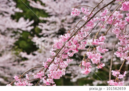 満開のしだれ桜が咲く竹田の里 101562659
