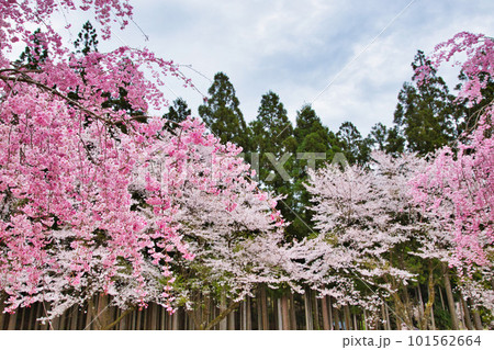 満開のしだれ桜が咲く竹田の里 満開のしだれ桜が咲く竹田の里 101562664